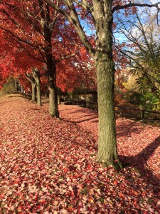 Mill Hill Park in the fall. (Credit: Kasabach)