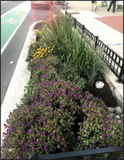 Rain garden with curb bump-out installed as part of Highland Park streetscape improvements.