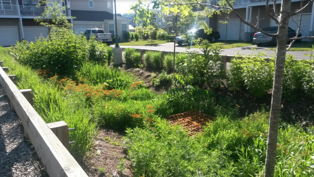 bioswale in Somerset, New Jersey, captures rainwater and reduces flood risk. 