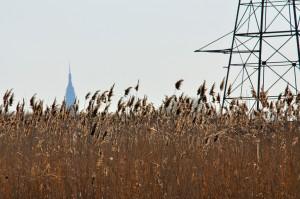 Mutiny in the Meadowlands